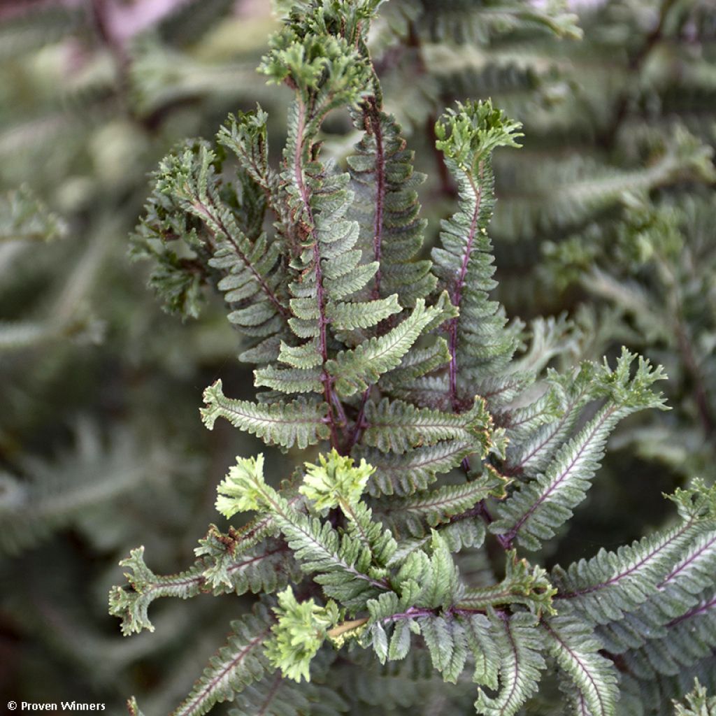 Athyrium niponicum Crested Surf - Helecho pintado japonés