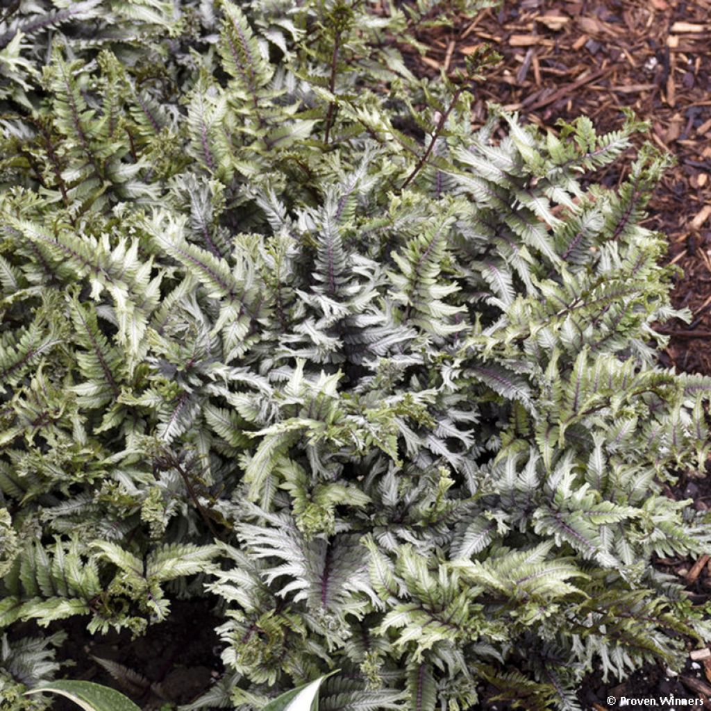 Athyrium niponicum Crested Surf - Helecho pintado japonés