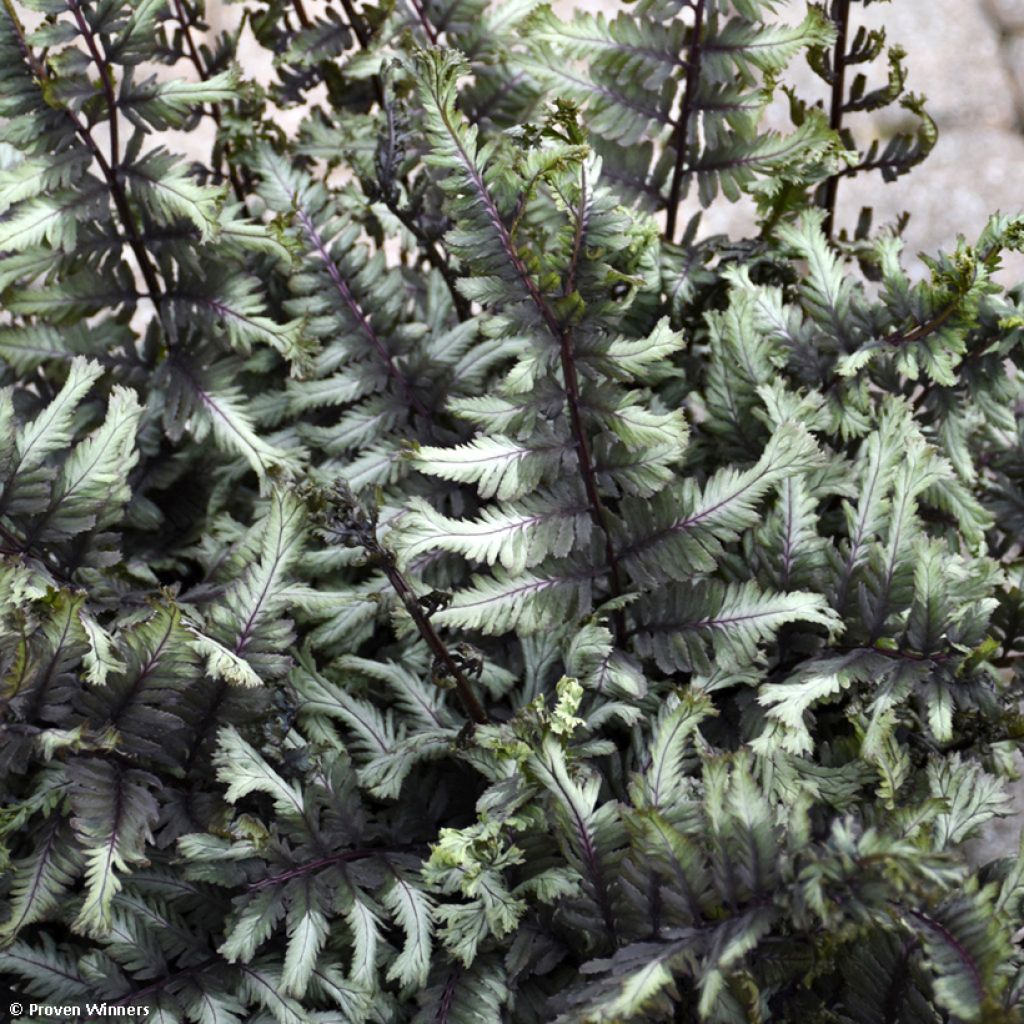 Athyrium niponicum Crested Surf - Helecho pintado japonés