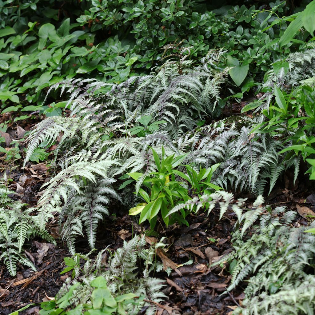 Athyrium niponicum Pewter Lace - Helecho pintado japonés