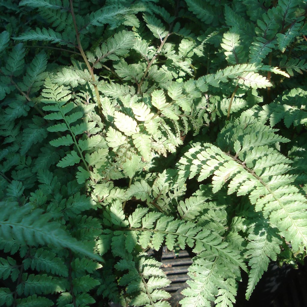 Athyrium niponicum Ursula's red - Fougère femelle Ursula's red