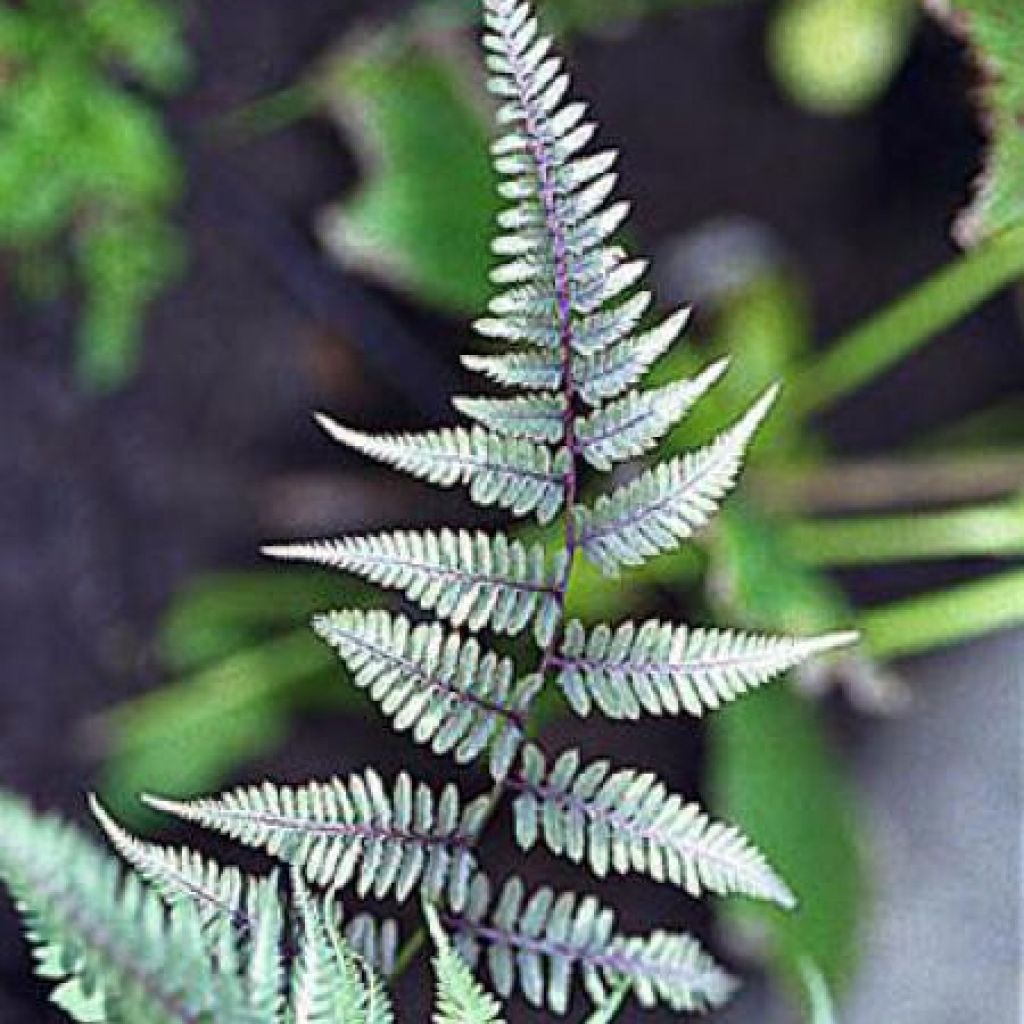 Athyrium niponicum var. pictum Metallicum - Helecho pintado japonés