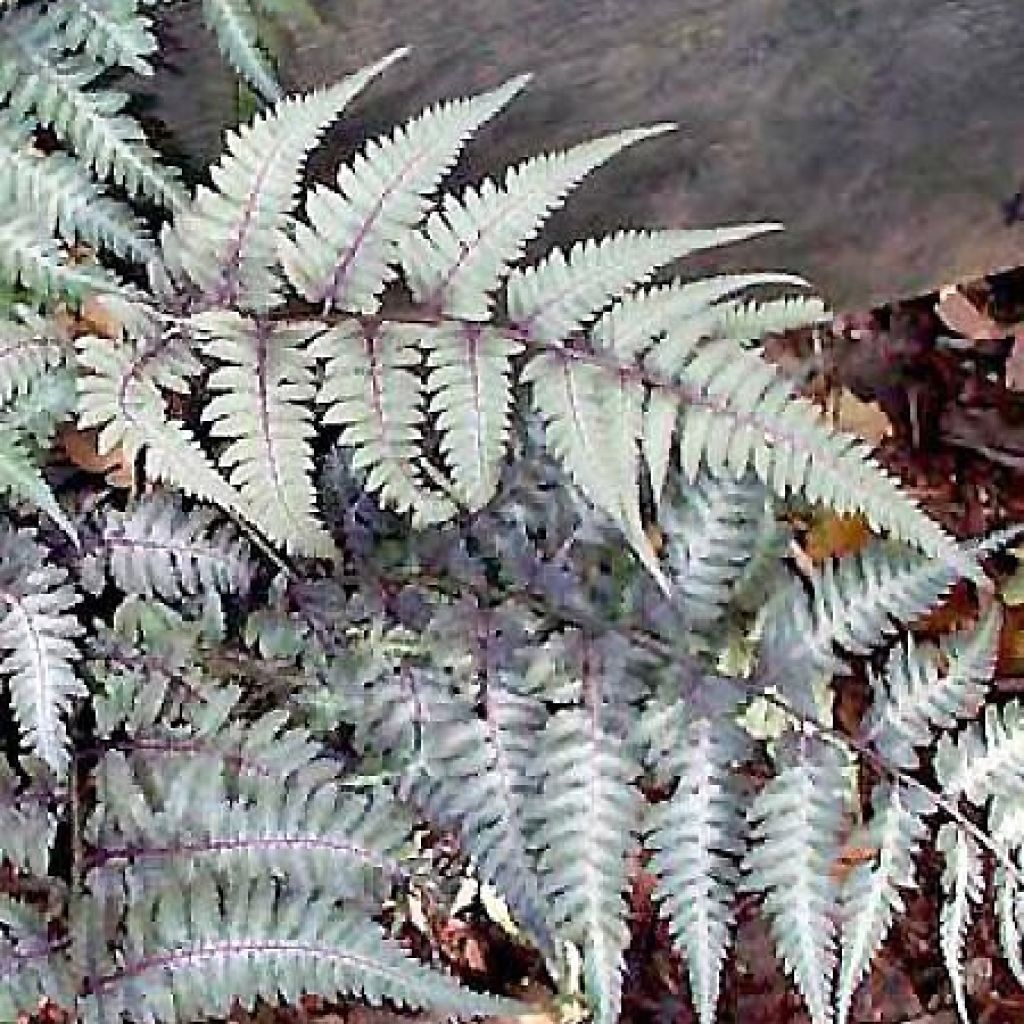 Athyrium niponicum var. pictum Metallicum - Helecho pintado japonés