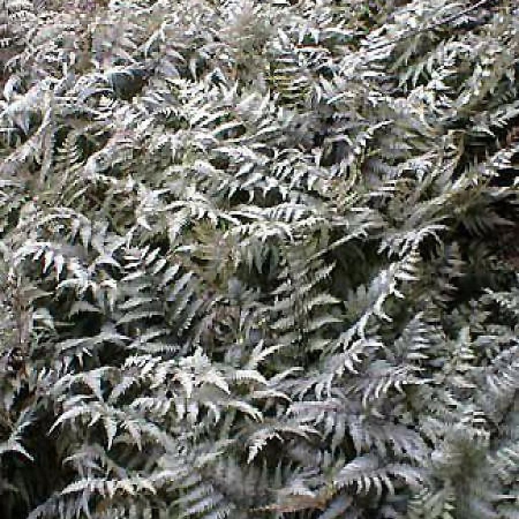 Athyrium niponicum var. pictum Metallicum - Helecho pintado japonés