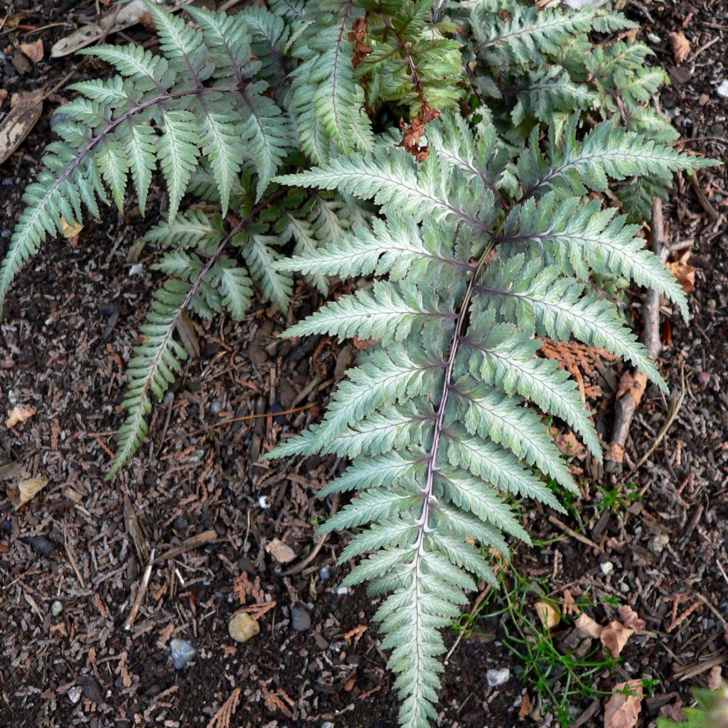 Athyrium niponicum var. pictum Red Beauty - Helecho pintado japonés