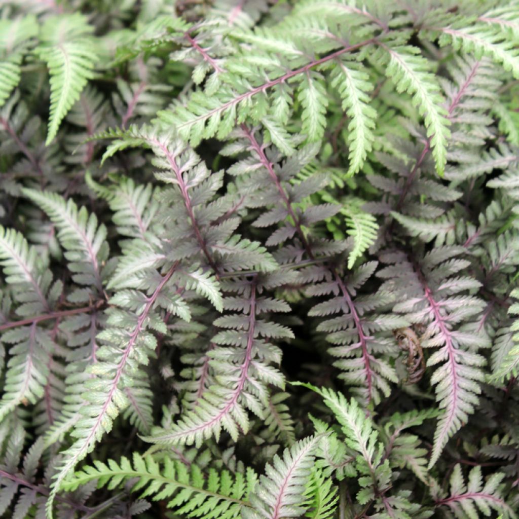 Athyrium niponicum var. pictum Red Beauty - Helecho pintado japonés