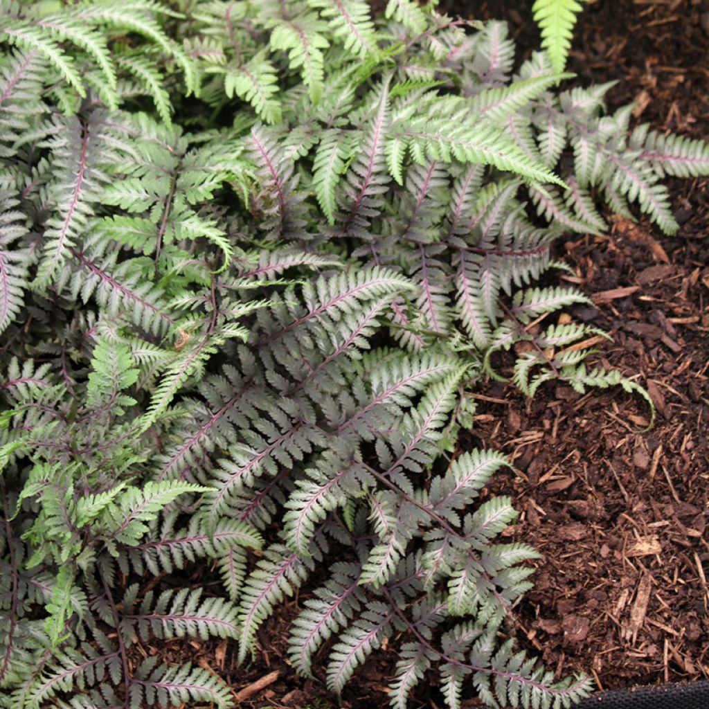 Athyrium niponicum var. pictum Red Beauty - Helecho pintado japonés