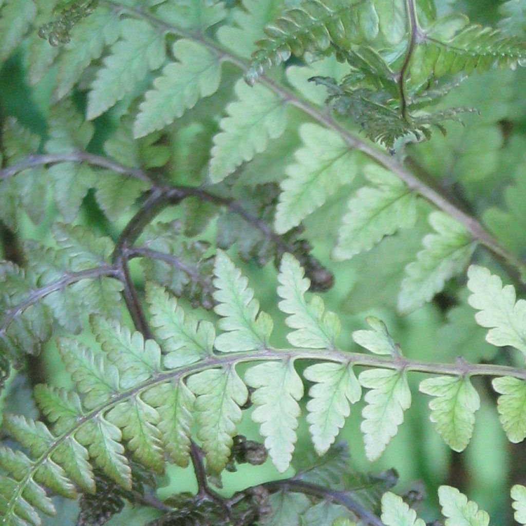 Athyrium otophorum var. okanum, Fougère femelle