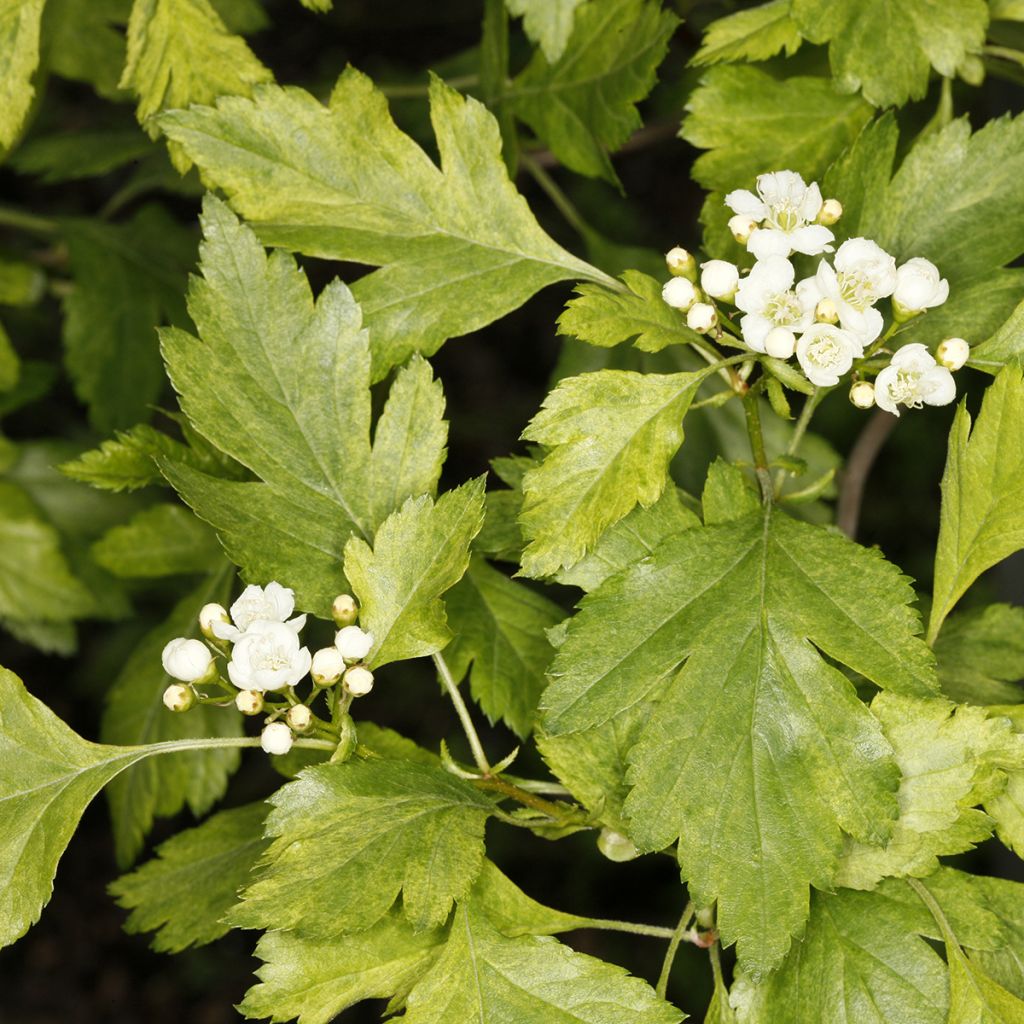 Crataegus chlorosarca Variegata - Espino