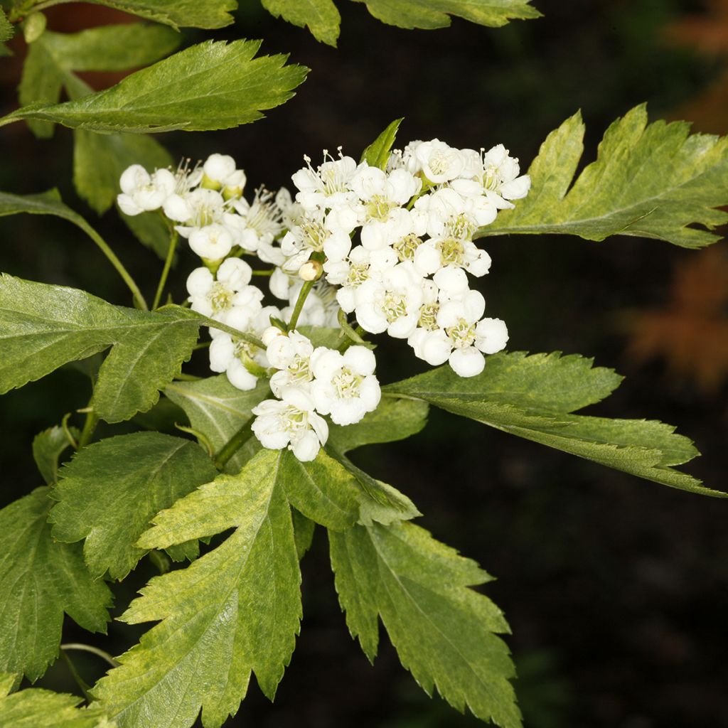 Crataegus chlorosarca Variegata - Espino