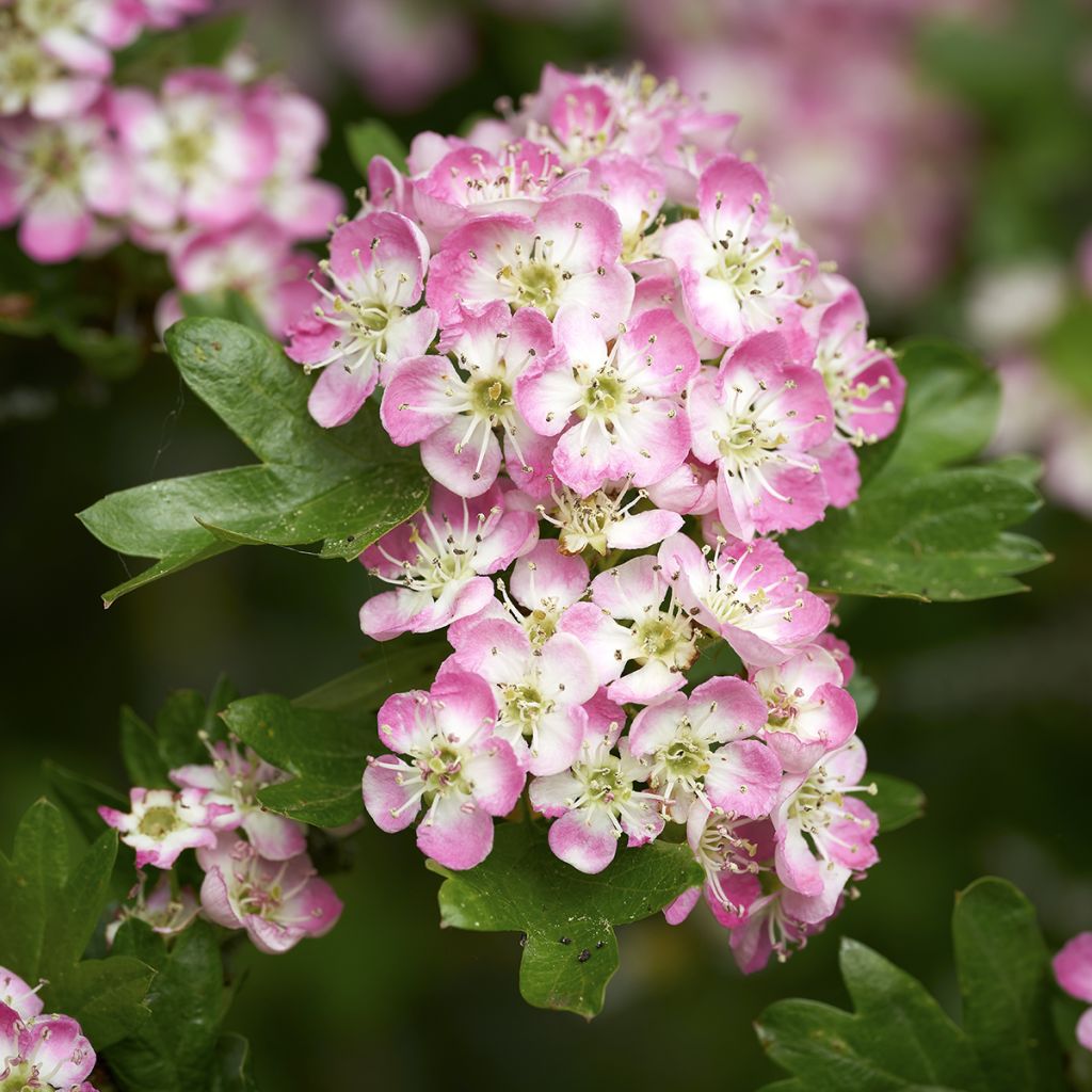 Crataegus Princesse Sturdza - Espino