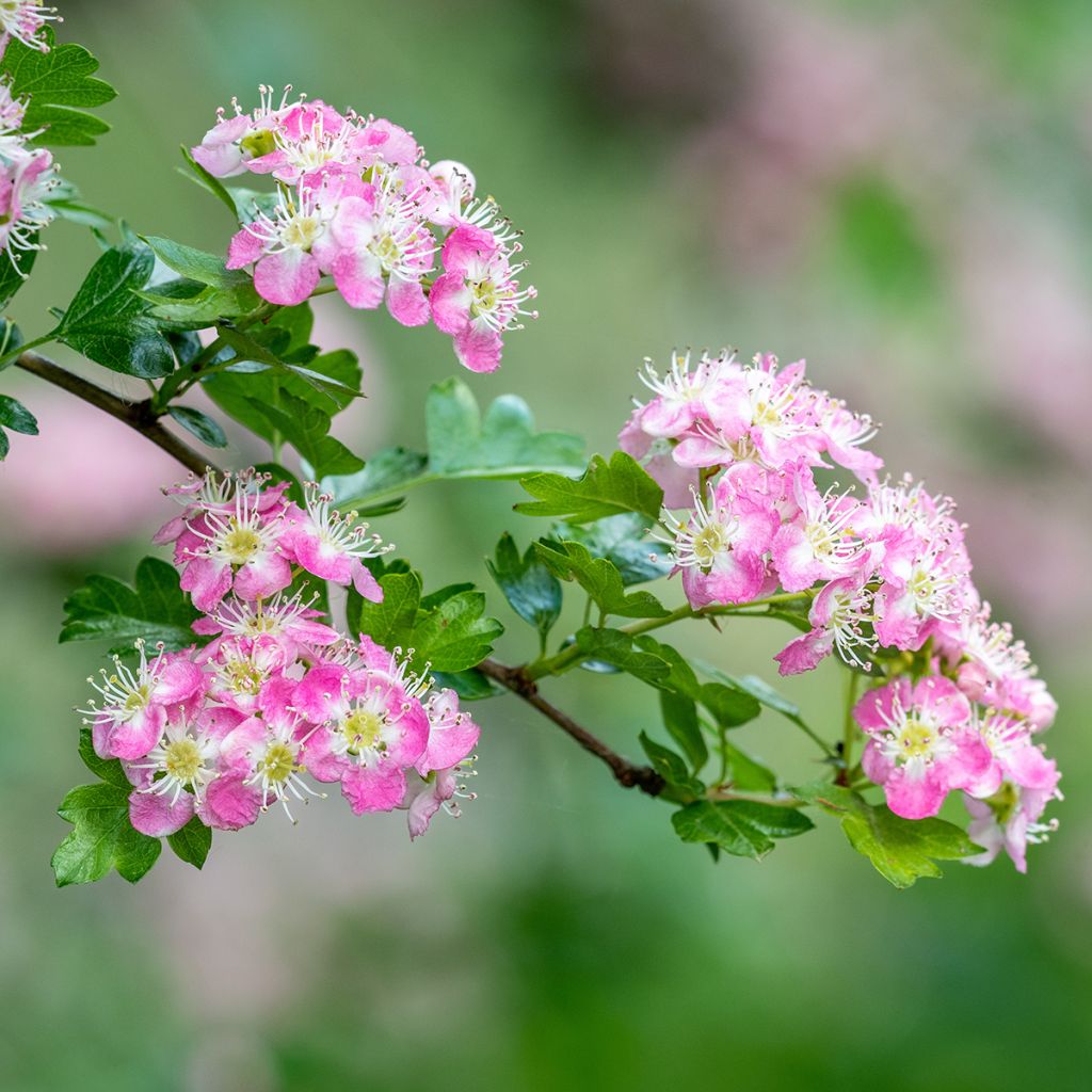 Crataegus Princesse Sturdza - Espino