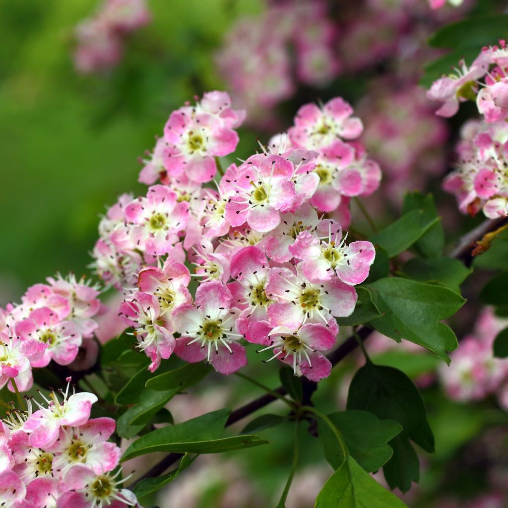 Crataegus Princesse Sturdza - Espino