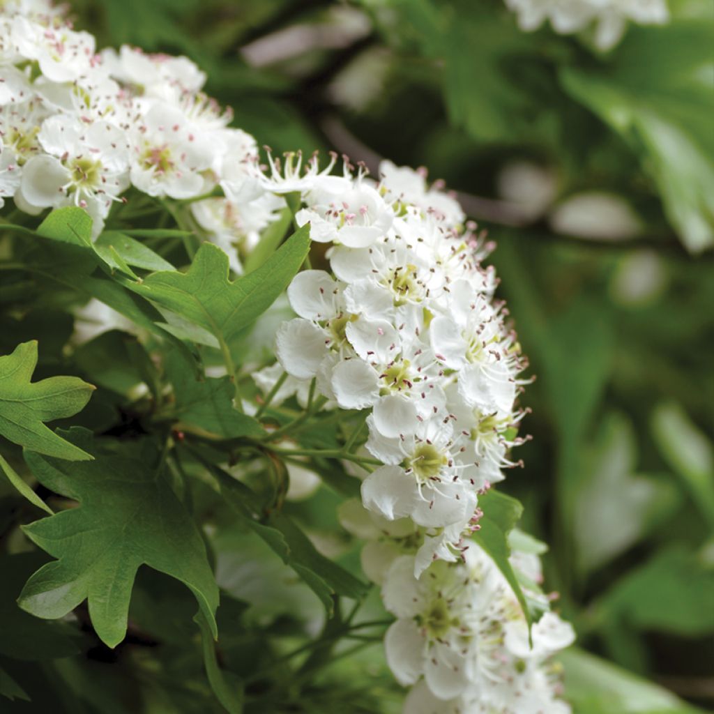 Espino albar - Crataegus monogyna