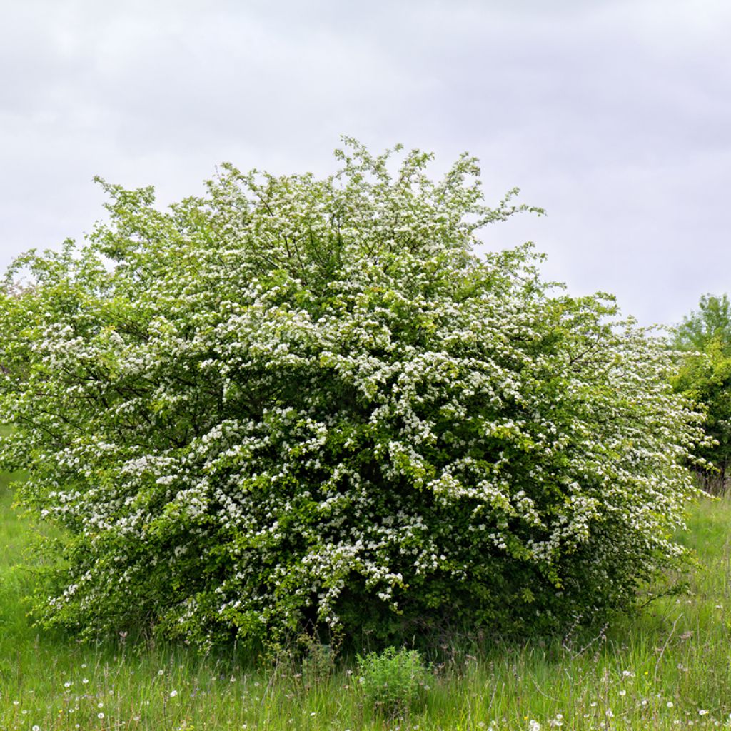 Espino albar - Crataegus monogyna