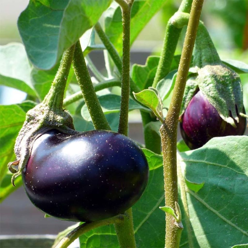 Aubergine Baluroi F1 en pot de 10,5cm