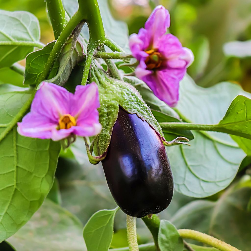 Berenjena Black beauty