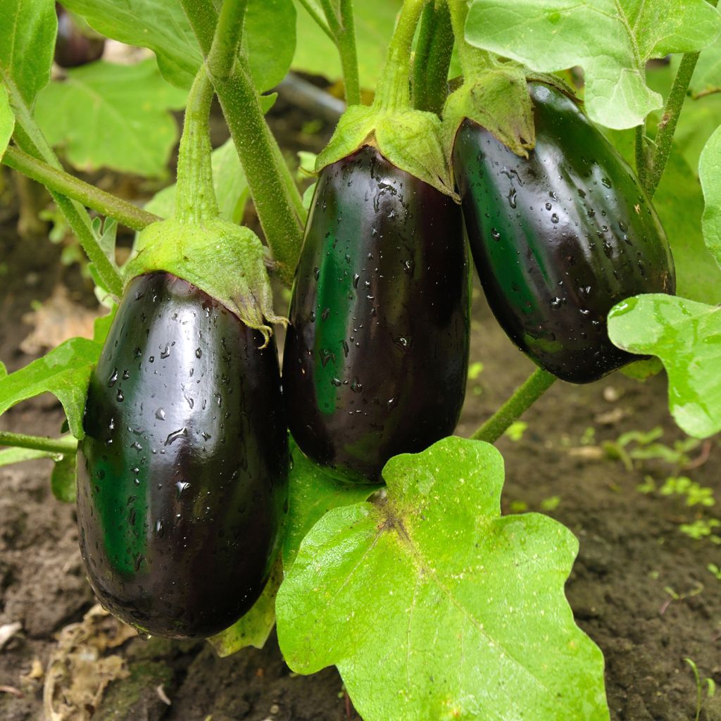 Aubergine Bonica F1  - Solanum melongena