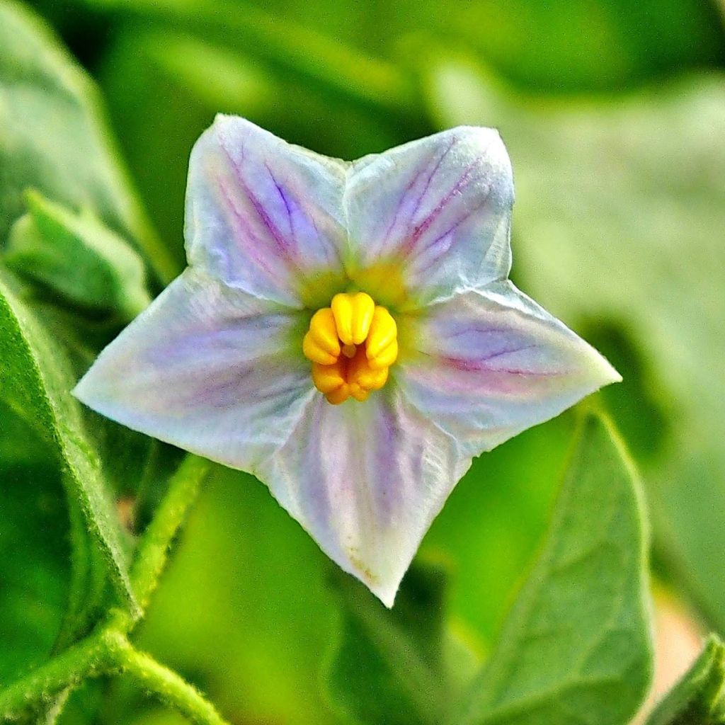 Aubergine Classic hybrid F1 en plant