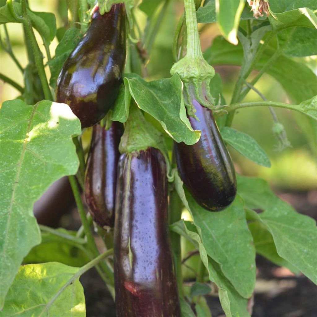 Aubergine Violetta Lunga 2 Bio - Ferme de Sainte Marthe