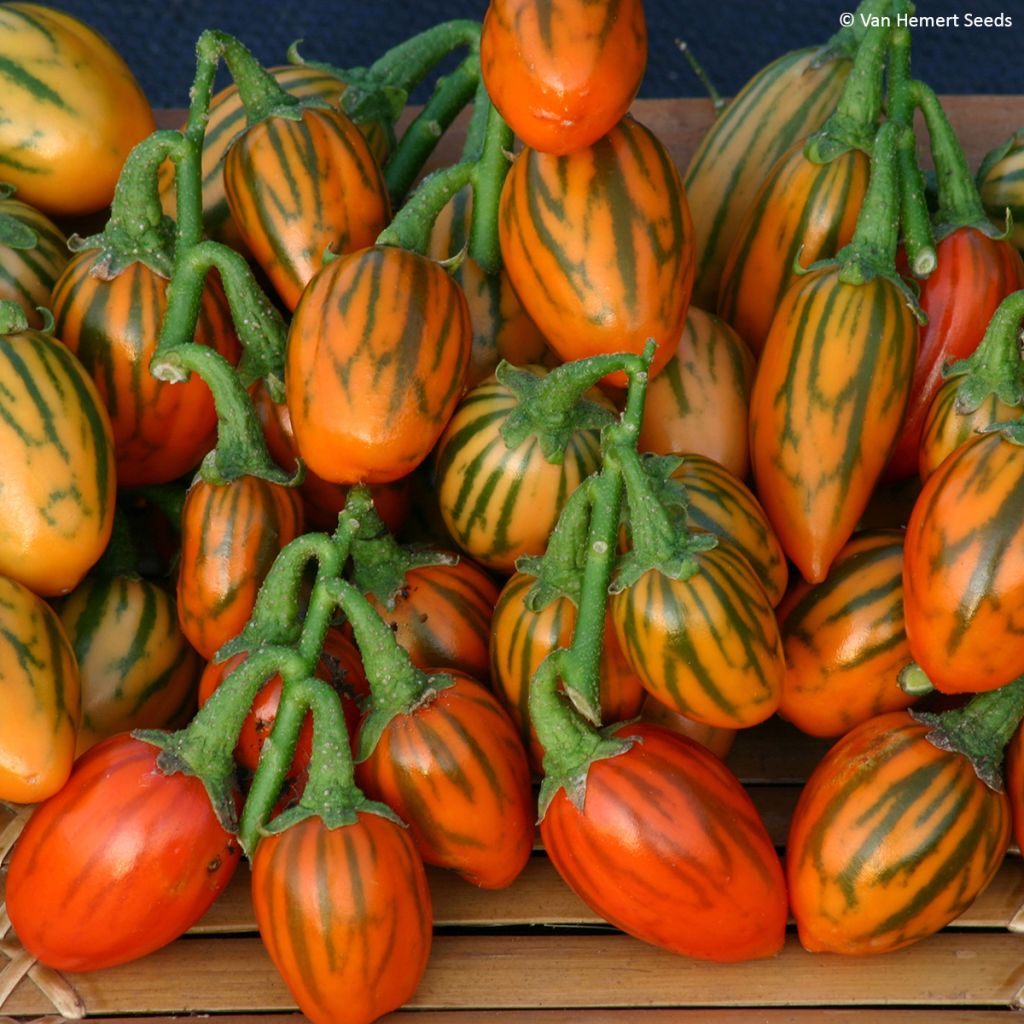 Nakati Striped Toga - Solanum aethiopicum