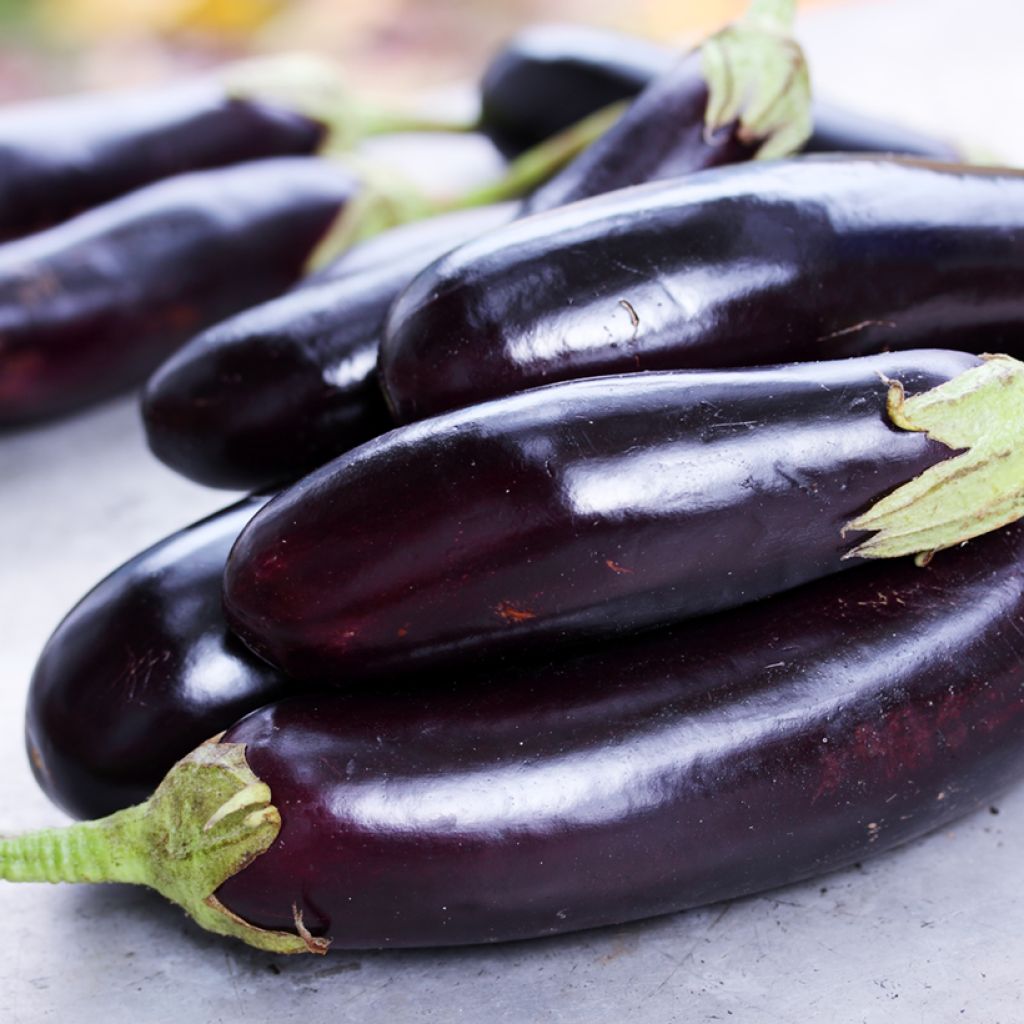 Berenjena Violette longue de Barbentane