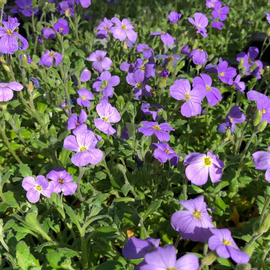 Aubriète bleue - Aubrieta Cascade Blue