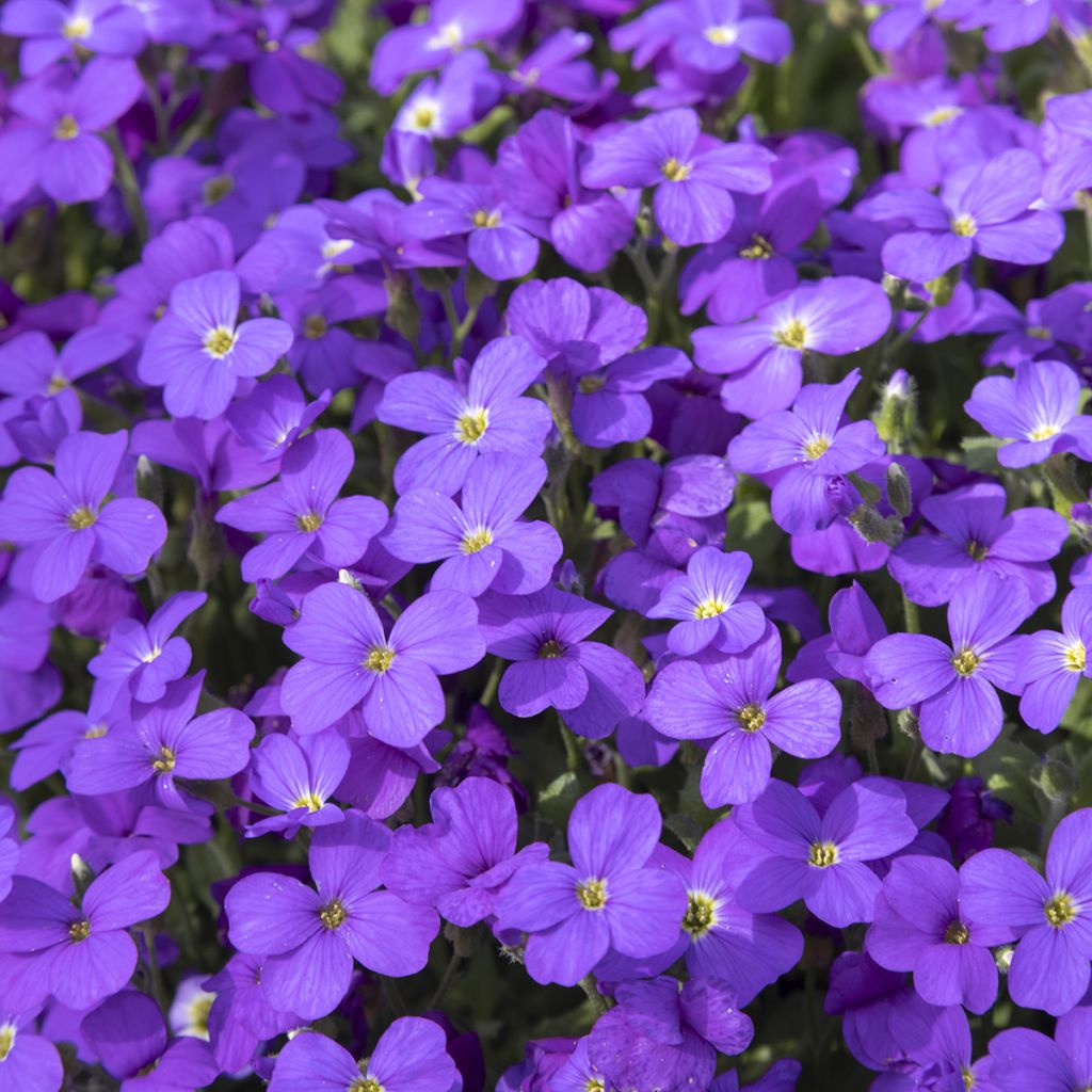 Aubrieta Royal Blue