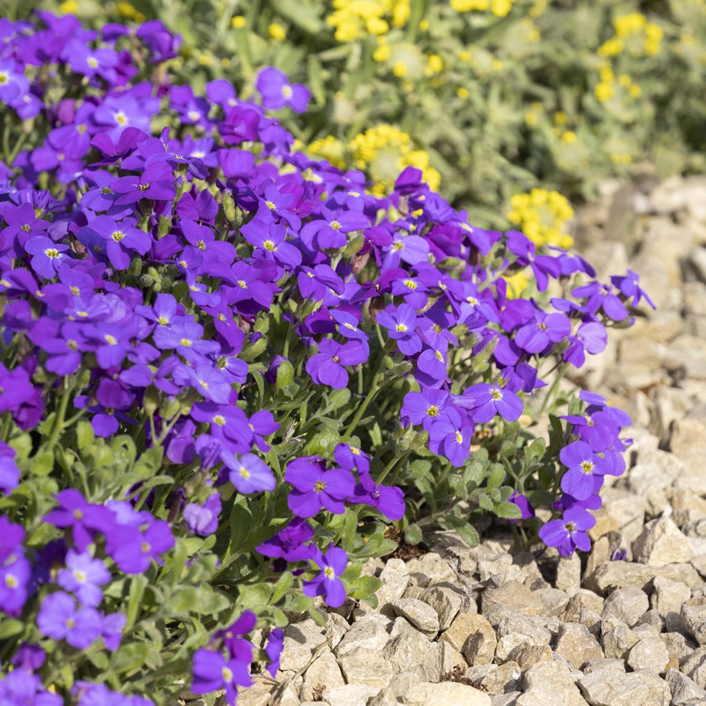 Aubrieta Royal Blue