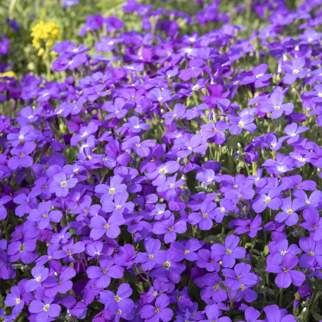 Aubrieta Royal Blue