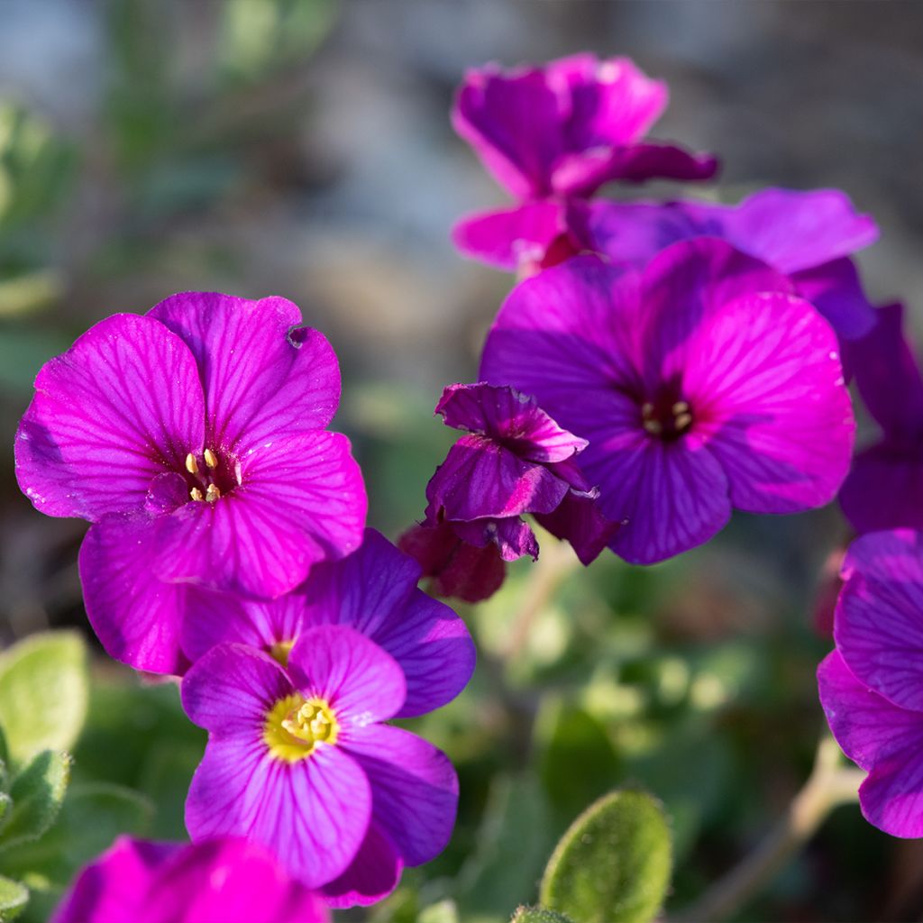 Aubriète, Aubrietia Elsa Lancaster