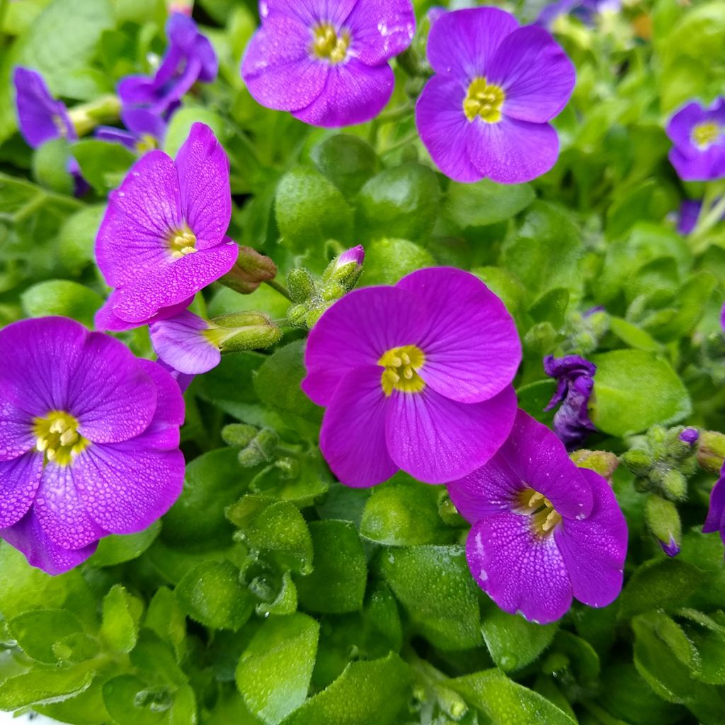 Aubrieta Kitte Blue