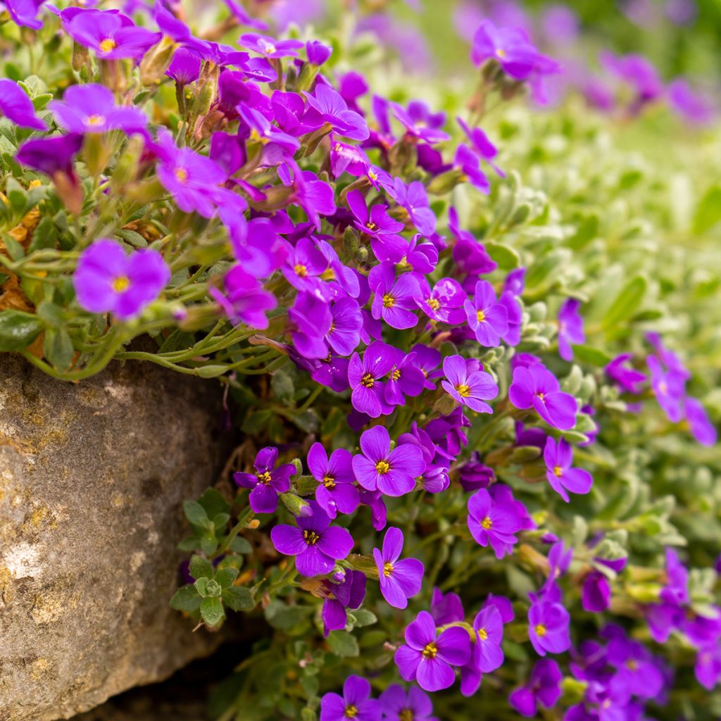 Aubrieta Cascade Red