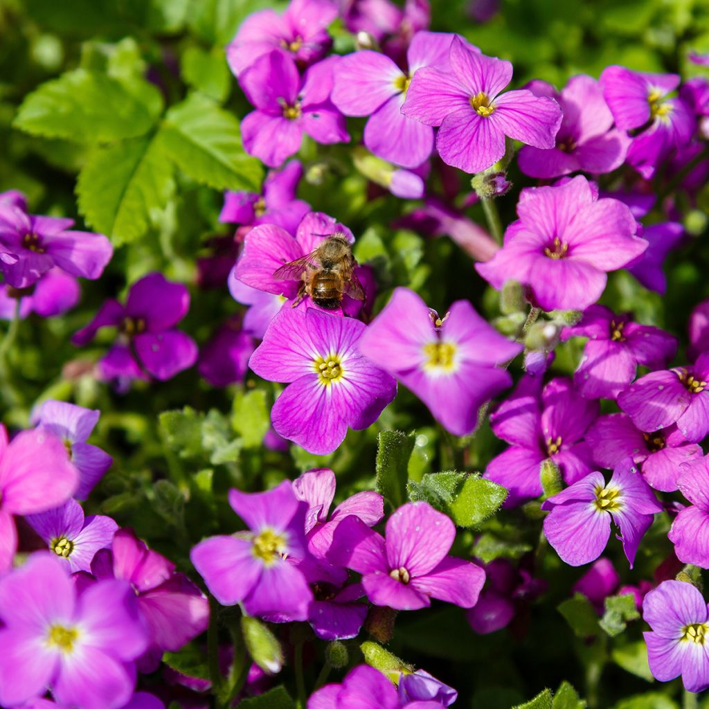 Aubrieta Cascade Red