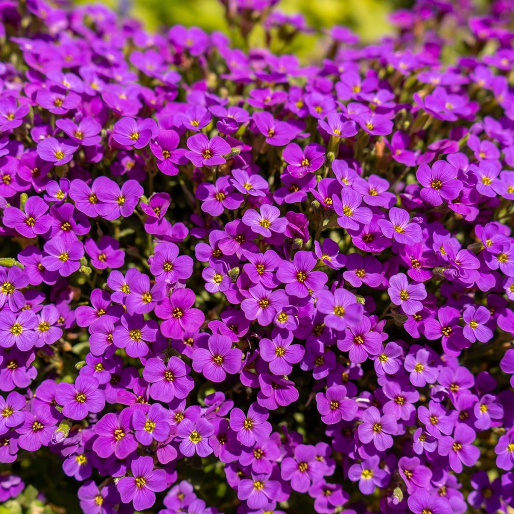 Aubrieta Cascade Red