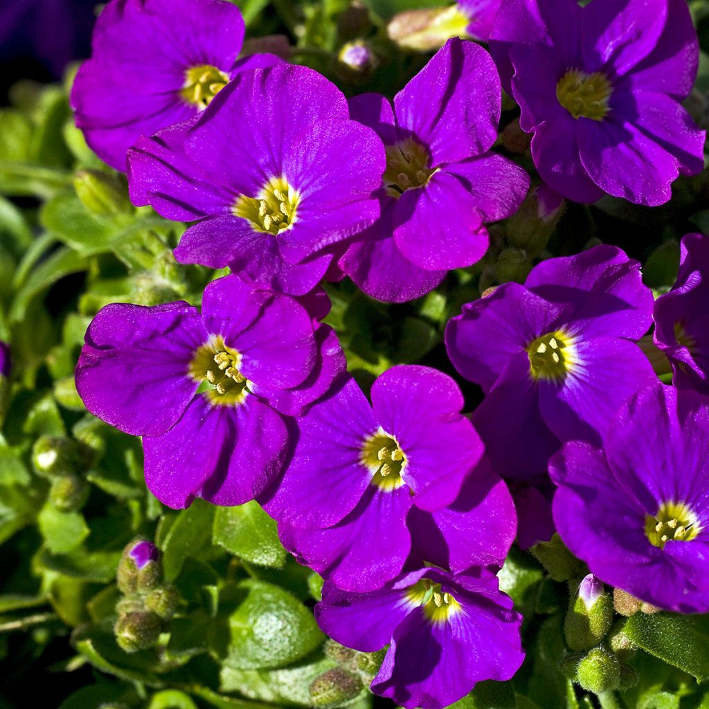 Aubrieta Cascade Purple