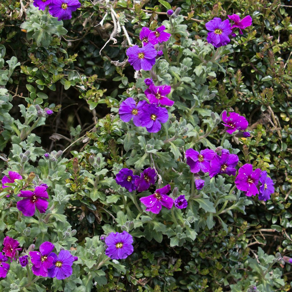 Aubrieta Cascade Purple