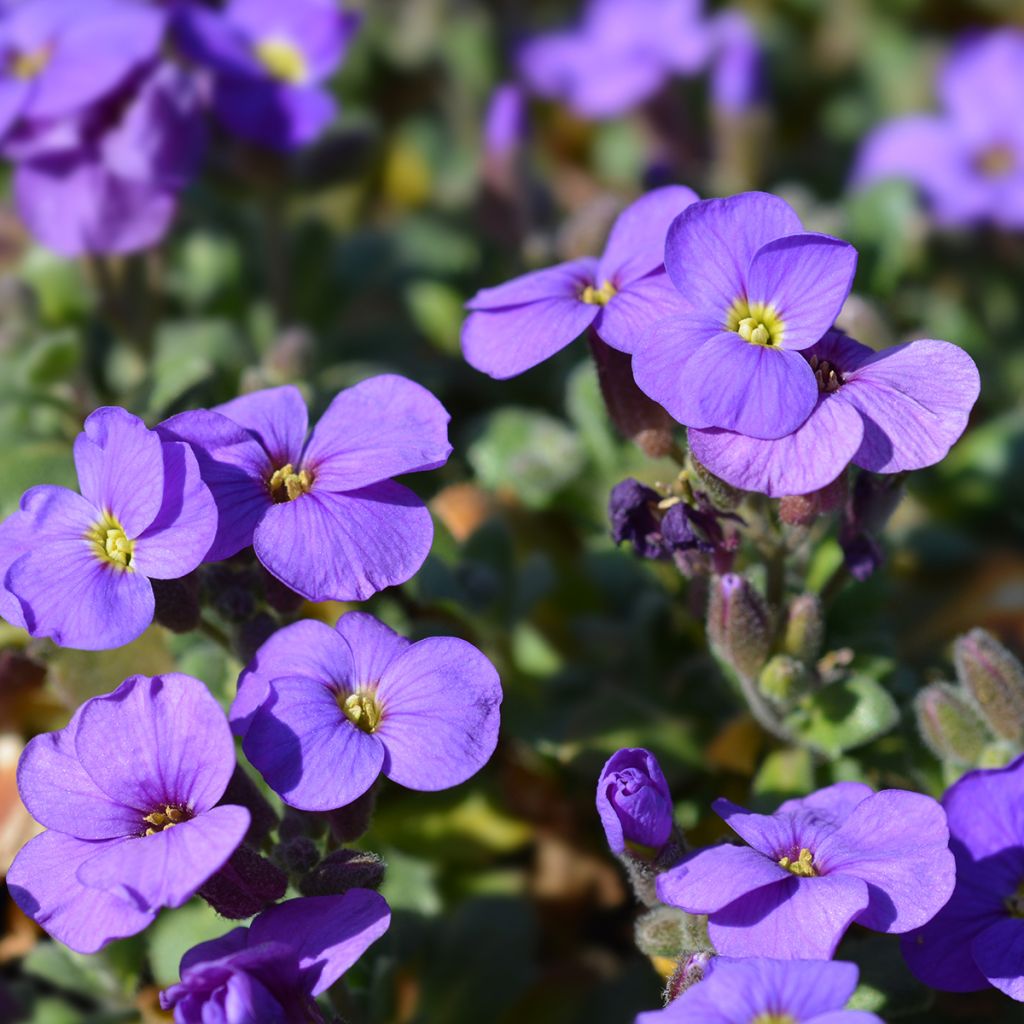 Aubrieta Cascade Purple