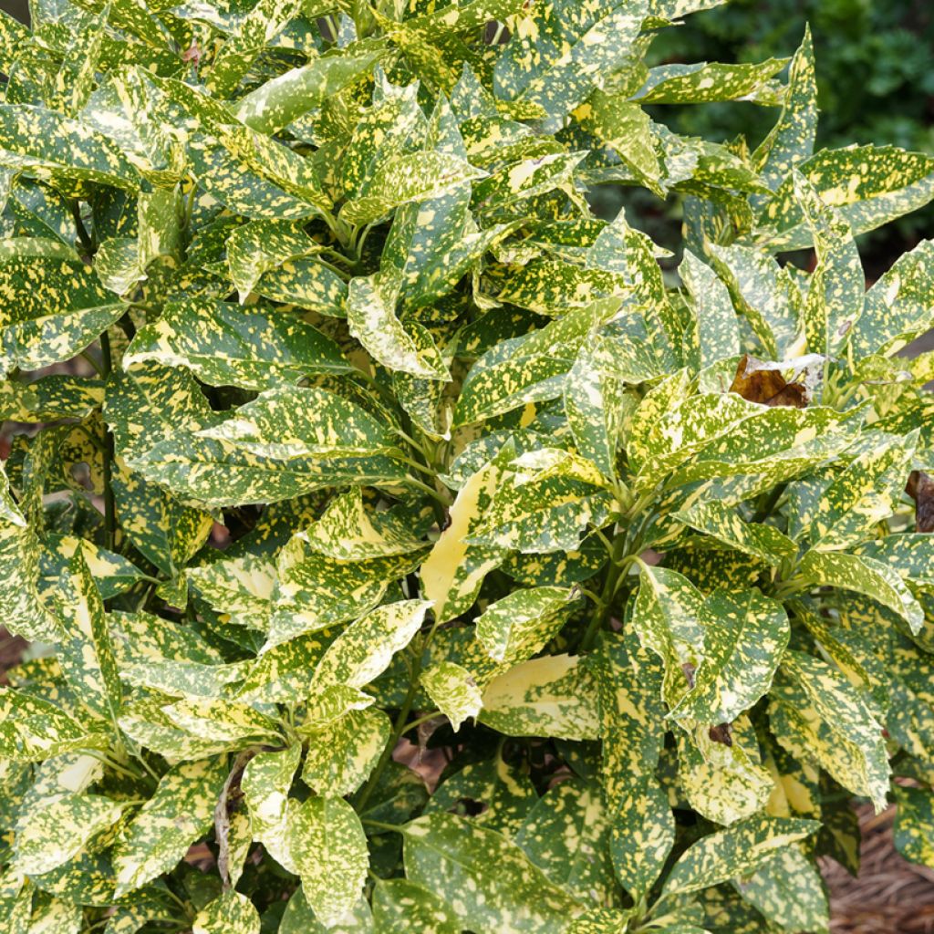 Aucuba japonica Golden King