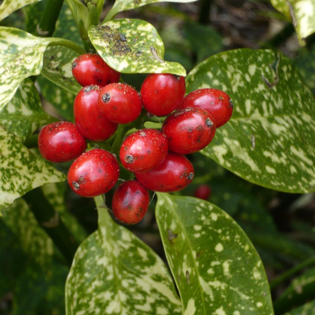 Aucuba japonica