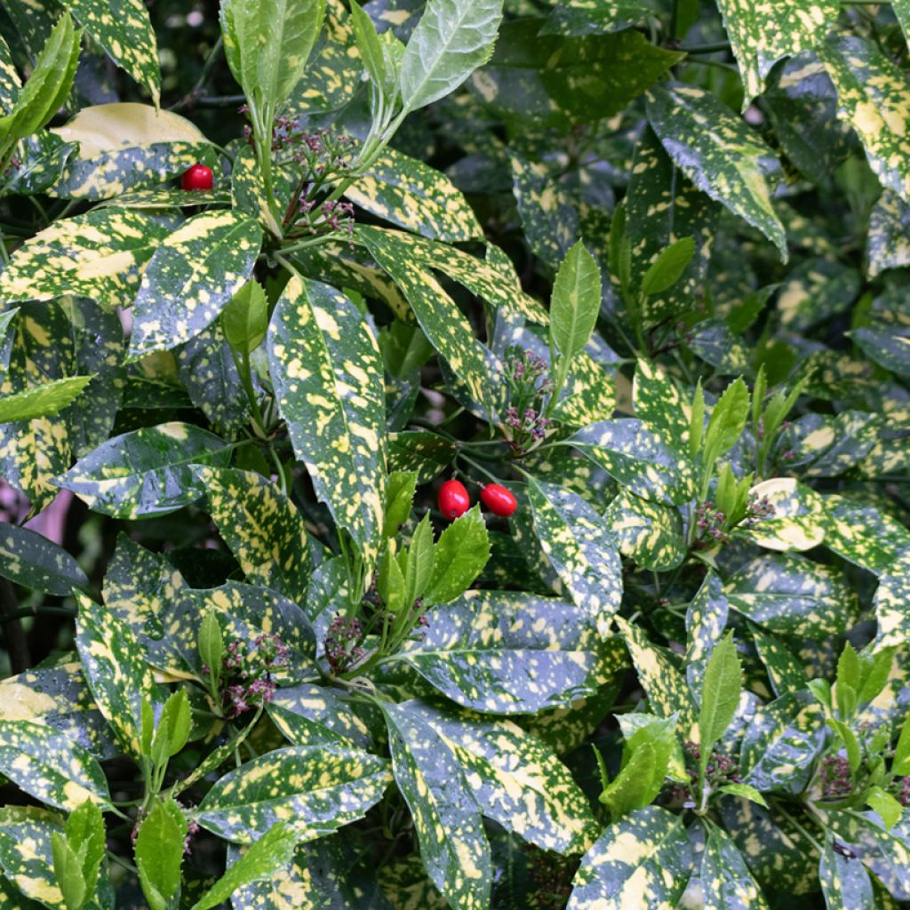 Aucuba japonica Variegata