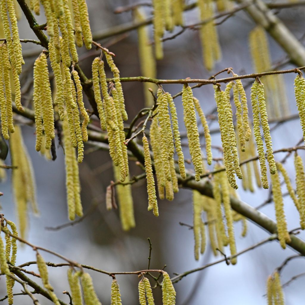 Aliso común - Alnus glutinosa