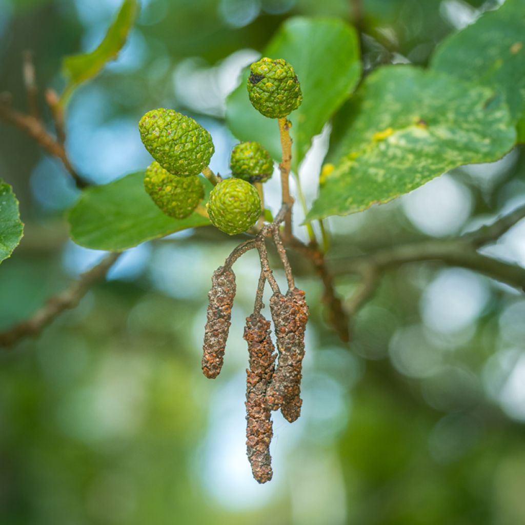 Aliso común - Alnus glutinosa