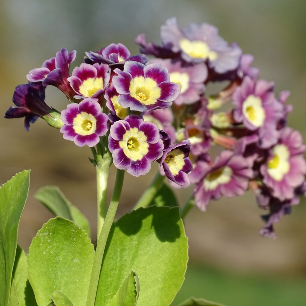 Auricule des jardins - Primula x pubescens 