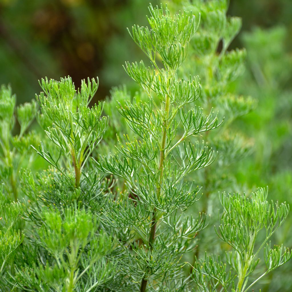 Artemisia abrotanum - Abrótano macho