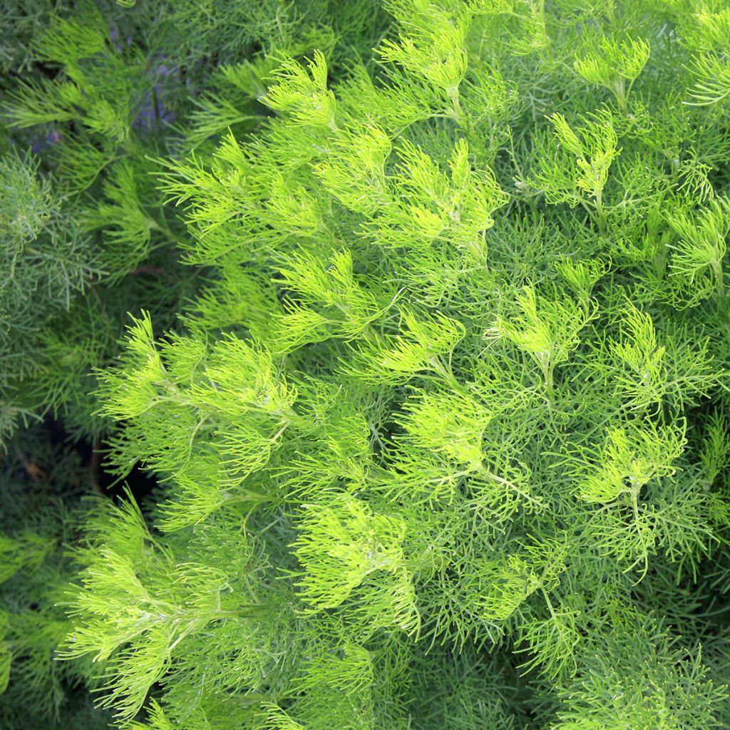 Artemisia abrotanum - Abrótano macho