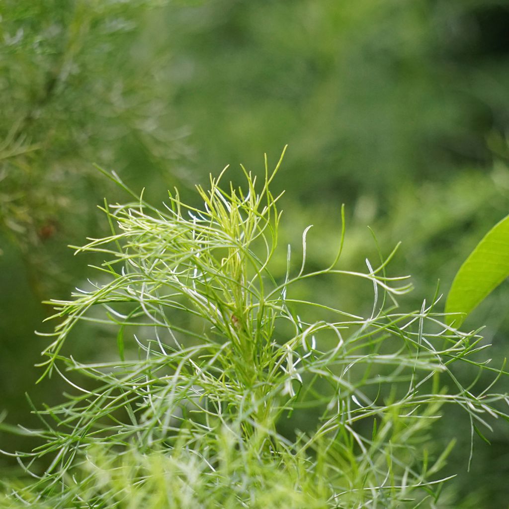 Artemisia abrotanum - Abrótano macho