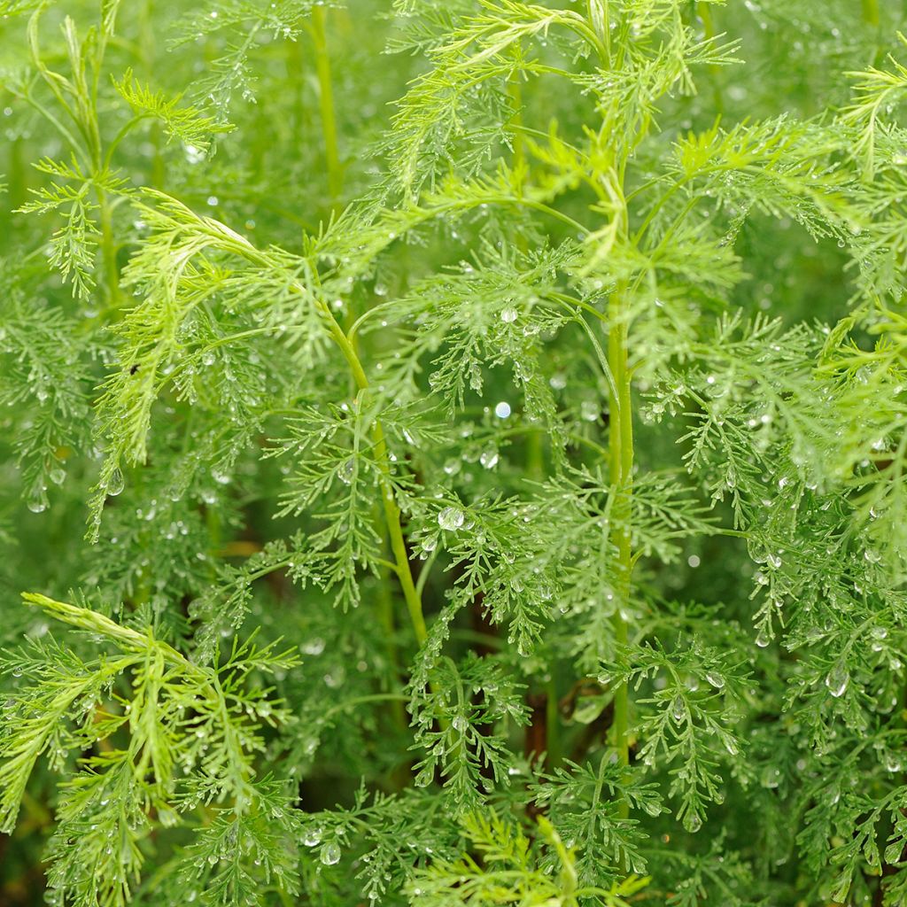 Artemisia abrotanum - Abrótano macho