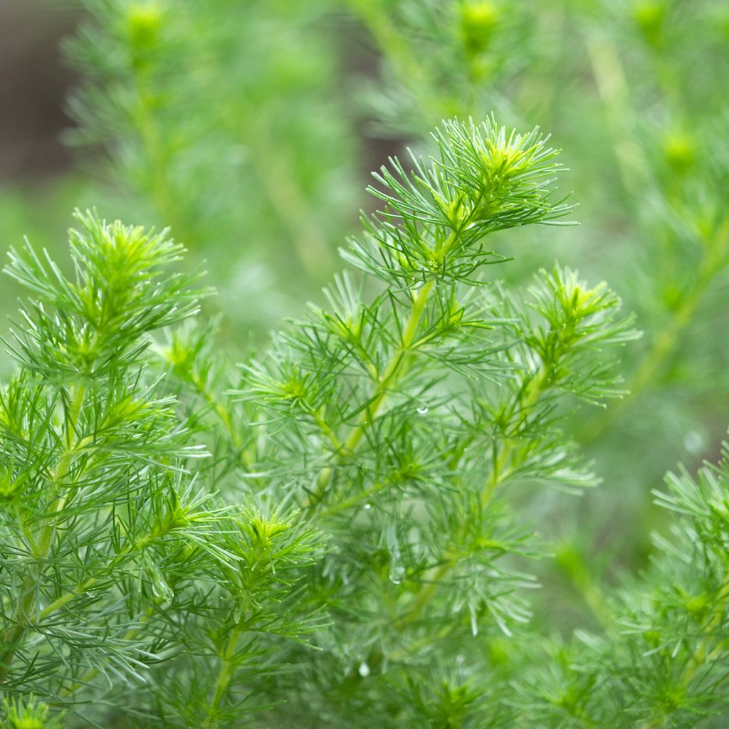 Artemisia abrotanum - Abrótano macho