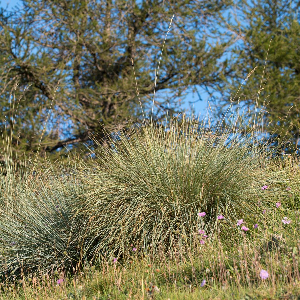 Helictotrichon sempervirens - Avena Azul